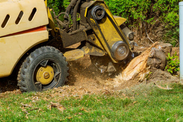 Professional Tree Services in Waynesboro, MS